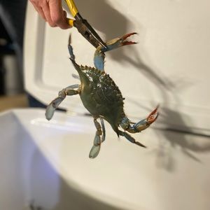 Meet your Posher, Justin